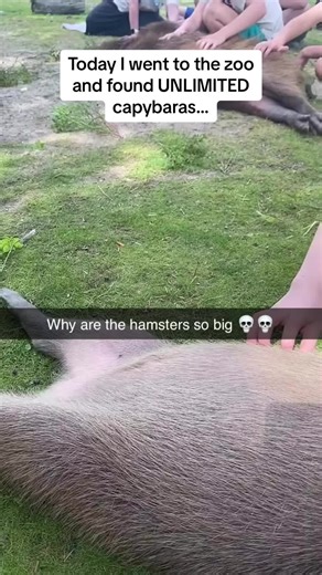 The capybara’s FACE at the end 😭😭🚨Follow @Pubity for your daily dose of uplifting content 🚨 #Pubity (@Juno 𓆉︎ via @collab)