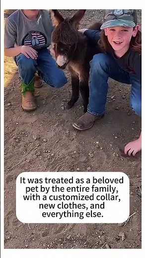 I Was Followed by a Baby Donkey While Shopping—Now It’s My Lifelong Companion!#wholesome #animals