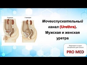 Анатомия Мочеиспускательного Канала! Мужская и Женская Уретра за 5 минут!!!