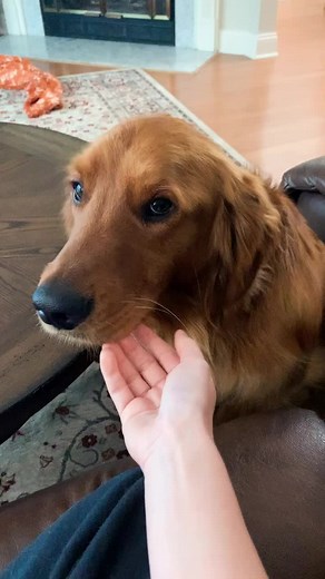 Discovering Your Adoption Story: Heartwarming Dog Videos