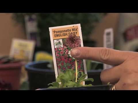Flower Gardening Tips : How to Grow English Daisy (Bellis Perennis)