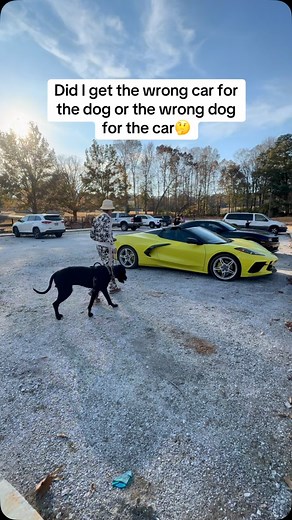 57K views · 4.3K reactions | The Dog Daddy on Reels | Facebook