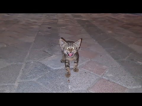 Little Kitten is very scared, open and crying because she lost her mother.