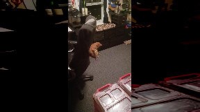 Cat Aims Laser Pointer