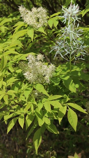 '강력한 항염증, 진통 효과와 요산 배출을 통한 통풍 통증 완화' #쇠물푸레 #Fraxinus sieboldiana Blume #물푸레나무과 #물푸레나무속 #자생식물 #식물분류기사