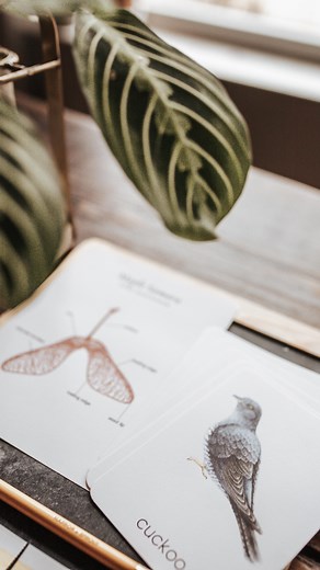 9 comments | Physics Elementary & Secondary Level Unit Studies +...