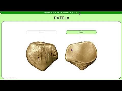 OSSO PATELA #anatomia #fisioterapia #medicina #medico #trauma #traumatologia #ortopedia #ossos