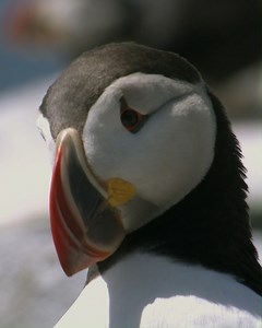 2.7K views · 143 reactions | Puffins = The World's Cutest Seabird? | Wild Kratts | Facebook