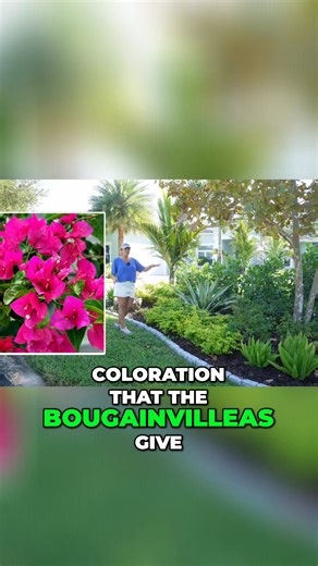The garden is missing the vibrant burgundy and pink bougainvilleas. Reintroducing Brazilian red cloaks and Auntie Lou's with their pink flowers and ruby reds will revive the garden's deep tones. Each bed will feature that same coloration to tie everything together. #CoquinaBoulder #GardenColor #Bougainvilleas #RedCloaks #AuntieLous #GardenDesign | Construction Landscape Company with Designs by Jennifer Bevins