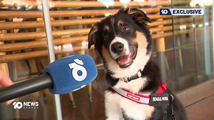 16K views · 200 reactions | #Exclusive: We've all been a bit nervous starting a new job, but today one work experience young gun made her mark. Bonnie, a border collie puppy, had her first day of training on seagull patrol at Opera Bar, and she's on track to soon become top dog. | 10 News Sydney | Facebook