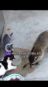 Este mapache le roba comida de gatos 🤨🤨 #mapches #animals #love | El Reino Animal