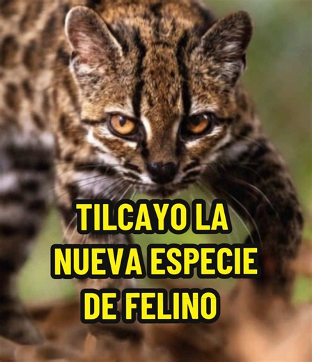 Tilcayo (Leopardus tilcayo): nueva especie de felino en Bolivia
