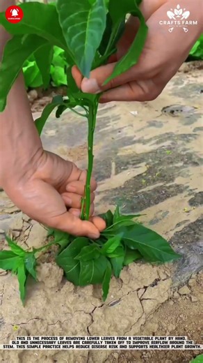 Lower Leaf Pruning: Manual Removal to Improve Plant Airflow