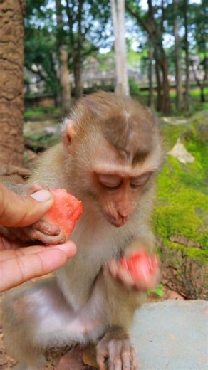 Awesome Lovely Monkey Eating Watermelon #ReelMonkey | Nature Monkeys