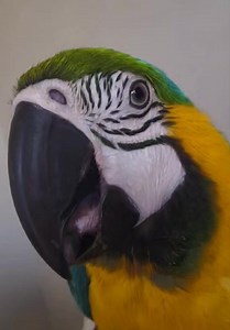 16K views · 890 reactions | The sound of a peaceful bird,... well until her person suddenly appears 樂  | Free Flying with Flynn | Facebook