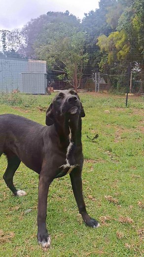 What a cutie!!! 😍🥰 I finally met Leila. She is in Gauteng. About 11 months old. Well socialised. Enjoys human company. Active girl that will keep you giggling and active. This clever girl does her sits for treats 😅 Foster mom is taking her to training on Saturday. For an application to adopt Leila in Gauteng, please WhatsApp Antonette 0625210106 | Rhodesian Ridgeback Rescue - South Africa