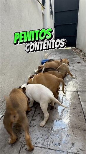 8 cachorritos buscan hogar en Mérida, Yucatán ❤️‍🩹