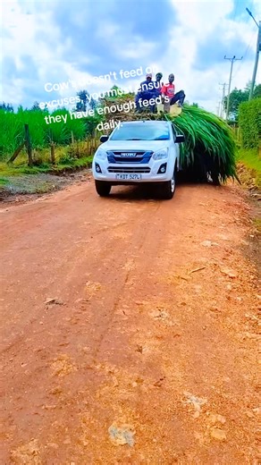 68K views · 873 reactions | NORTH RIFT DAIRY FARM BREEDER'S It's dairy forever 拏✅ #FarmersFirst | The COW BOSS - Samwel K Langat | Facebook