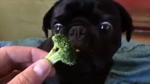 944 reactions · 356 shares | Broccoli, anyone? | The Best Animals In The World | Facebook