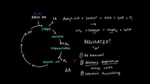 Regulation of Krebs-TCA cycle