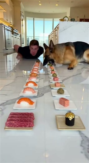 Dog vs Man Food Challenge 🐶😱 | No One Saw This Coming #dogs #funny #shorts #funny #viralshort