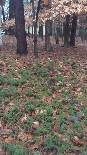 Squirrel kill with 22 cci shotshell slow motion