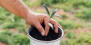 Πολλαπλασιασμός της ελιάς με φυλλοφόρα μοσχεύματα | Τα Μυστικά του Κήπου