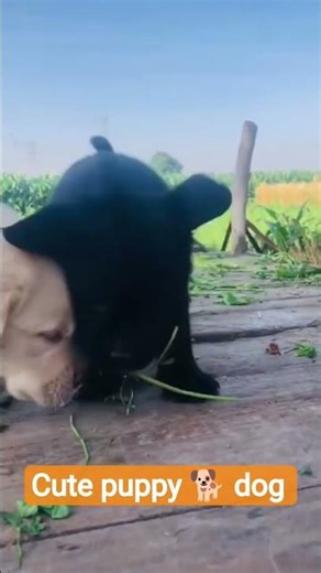 cute puppy sound 🐕 dog #shorts #pets