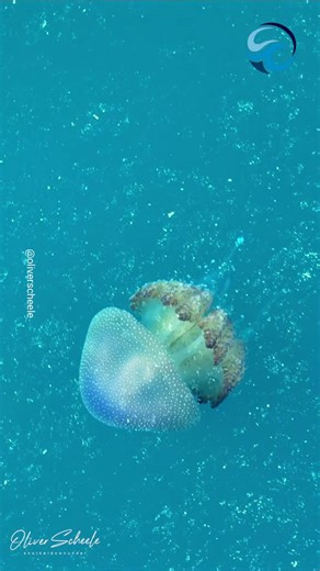 Close encounter with a stunning spotted jellyfish in Australia