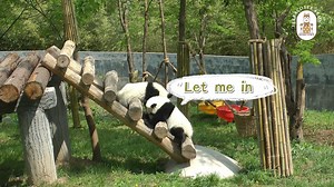 28K views · 483 reactions | Even the best of siblings would fight, and giant #pandas are no exception. In order to get a great place for sunbathing, they had a "fierce" fight. (Video provided by #Qinling Giant Panda Research Center, Shaanxi, NW China) | Terracotta Army's Hometown - Shaanxi | Facebook