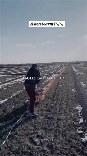 The Painful Journey of Transformation: Life Lessons from Eagles