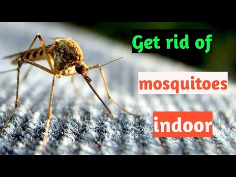 5 ways to get rid of mosquitoes indoor