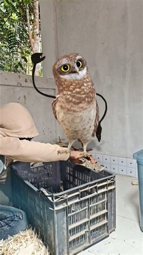 apache apache🔥| apate apate 🥰| apache apache song😂| apace apace | #apate #apache #shorts