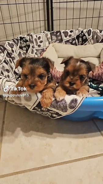 Adorable 6 Week Old Teacup Yorkie Puppies Playing