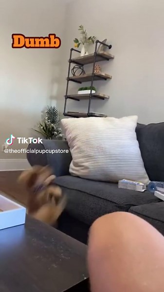 This silly dog fell of the couch but he is totally okay! #dumbwaystodie #cutepuppy #puppiesoftiktok #funnydogs #funnydogvideos #goldenretrieverpuppy #goldenpuppy
