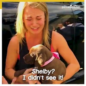 471K views · 7.8K reactions | Watch this puppy wedding proposal! | Try Not to Laugh | Facebook