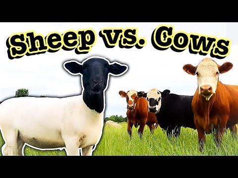 SHEEP vs. COWS: WHICH IS BEST FOR YOU? // Comparing Cattle Profitability | Micro Ranching for Profit