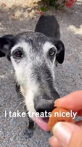 Tarzan is a slightly older gentleman around 9 to 10yrs old. He’s struggled a bit in kennels as he just loves being with people and keeping busy. He walks well on a lead but can be a bit reactive if other dogs come up quickly to him. We think this tho is more the kennel environment and will improve massively once outside. He’s extremely cuddly and smart and would love for you to give him a share. What do you think? 🇪🇸🇪🇸Tarzan es un caballero un poco mayor, de unos 9 a 10 años. Ha tenido algun