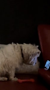 5.8M views · 130K reactions | Too busy watching his Cocomelon! dogs  | Furry Tails | Facebook