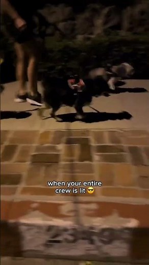 LED Dog Harness for Night Walks 🌙 Best Light-Up No-Pull Dog Harness 2025