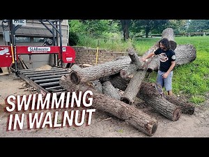 Processing a Walnut Tree into Slabs and Boards
