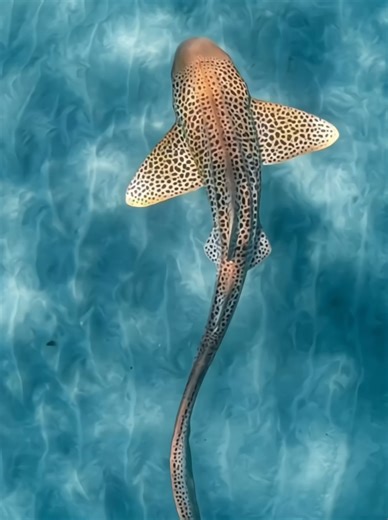 Animais que Não Andam para Trás: Canguru, Tubarão e Emu