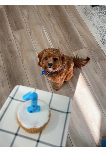 Celebrating Teddy Bear's First Birthday