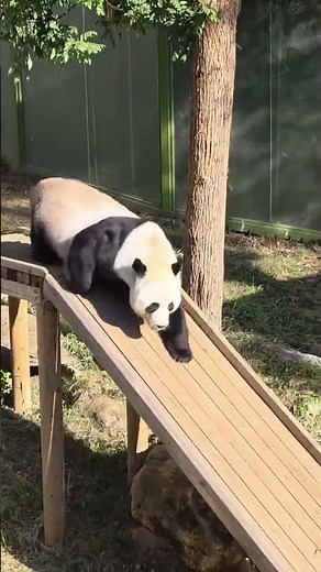 The panda dashes to the slide, its chubby form slides all the way down—so smooth! #panda #cute
