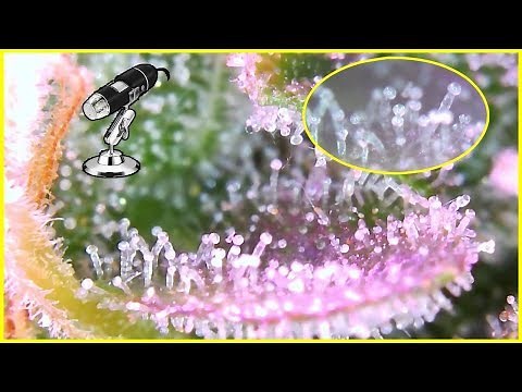 SmartPhone Trichome Scope - Easiest way to check on Trichome Maturity