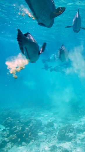 1.2K views · 11 reactions | The majestic bumphead parrotfish has a...