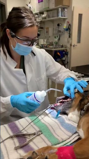 Using extraction forceps to remove tartar (canine)