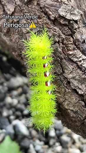 Taturana Verde: Conheça a Lagarta Perigosa
