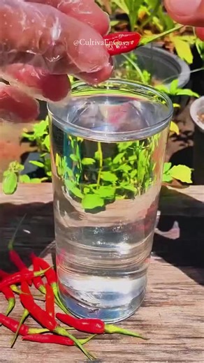 🔴 ¡Ya está disponible la guía completa paso a paso para que tengas tu propio huerto productivo en casa o apartamento! 🏠✨ ¿Quieres el Manual? Visita el enlace en mi perfil.👉 @cultivaencasa6 Ahora puedes aprender a cultivar diferentes alimentos orgánicos en tu casa, AUNQUE NO TENGAS ESPACIO. Vea algunos de los productos orgánicos que producirás: 🍅 Tomates bien jugosos y grandes 🥬 Acelgas con hojas enormes 🥕 Zanahorias grandes 🔴 Rábanos exquisitos 🌰 Cebollas y cebollinos grandes y de hojas 