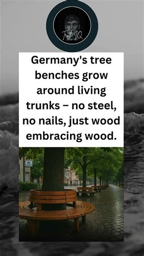Germany's tree benches grow around living trunks – no steel, no nails, just wood embracing wood.